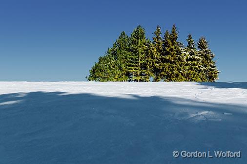 Trees In Snow_11889.jpg - Photographed at Ottawa, Ontario - the capital of Canada.